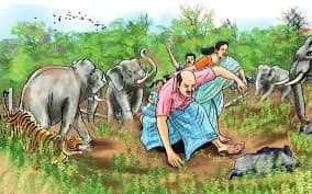 वाघ, बिबटे, हत्ती, रानडुक्करांच्या हल्ल्यांचे वाढते प्रमाण चिंताजनक
