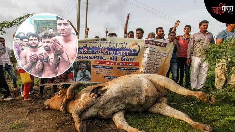 उना मारहाण प्रकरण: १० वर्षांनंतरही पीडितांचा संघर्ष सुरूच, सिंहाच्या हल्ल्यात गायी दगावल्याने उपजीविकेचे नवे संकट

