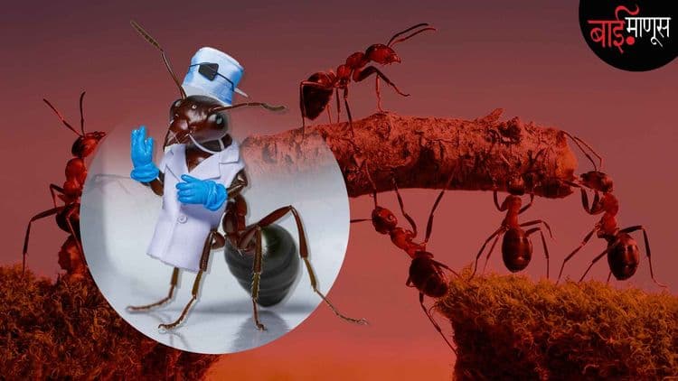 या मुंग्या डॉक्टरांसारखं ऑपरेशन करतात असं जर तुम्हाला सांगितलं तर…?
