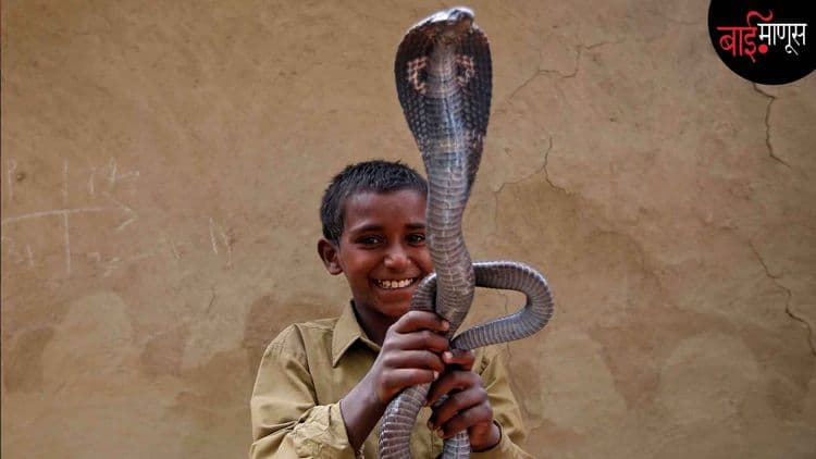 साप चावल्याने भारतात दरवर्षी किती मृत्यू होतात माहितीये…?
