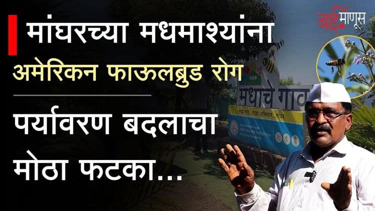 Mahabaleshwar : देशाचे पहिले मधाचे गाव असलेल्या मांघरची मधुक्रांती संकटात