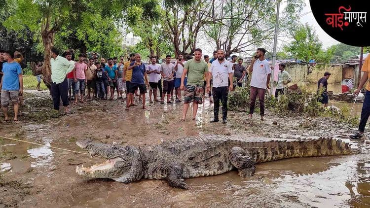 रस्त्यांवर येणाऱ्या मगरींना हवं असलेलं शांत वातावरण आपण देऊ शकतो का…?