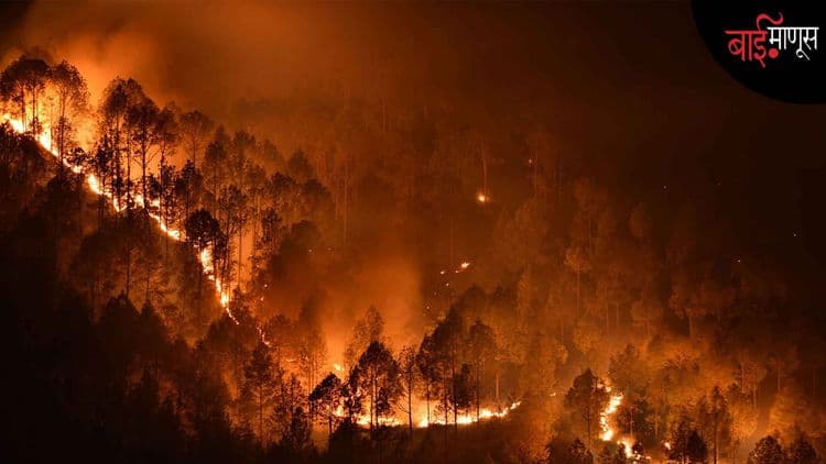 हे जंगल वणवे नव्हे तर, मानवी वणवे आहेत… लोकंच जंगलांना आगी लावत सुटलेत…!