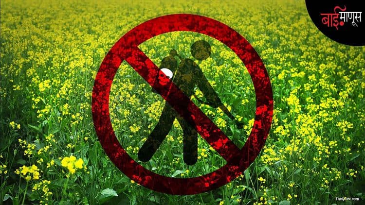 जीएम बियाण्यांवरून देशात पुन्हा एकदा वाद का सुरू झालाय…?