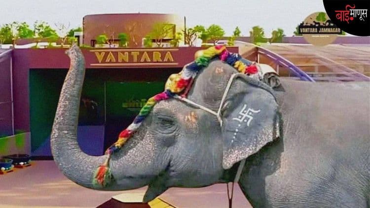 "महादेवी आमचीच आहे.." एका हत्तीणीसाठी कोल्हापूरकरांचा भावनिक लढा...