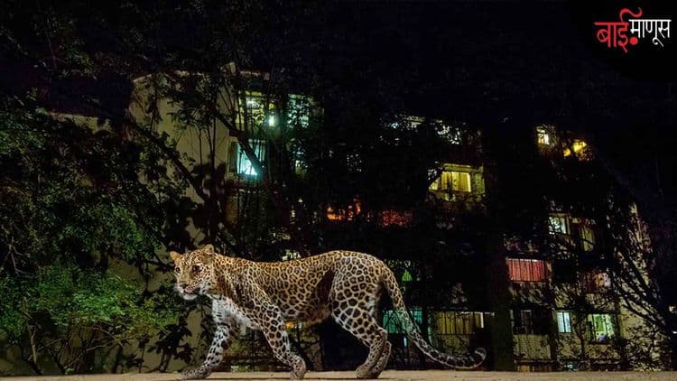 बिबट्यांची नवी पिढी म्हणजे, जंगल विसरलेले 'शहरी शिकारी'