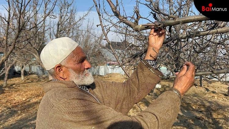 Hottest February, No Snowfall, Impacts on Agriculture in Kashmir