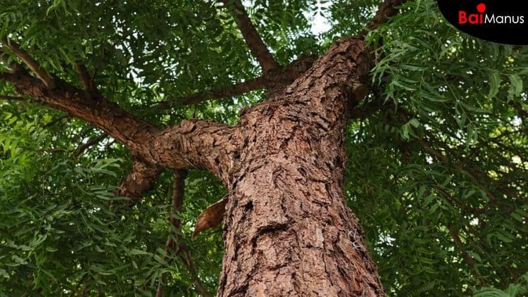 The Village Pharmacy: Why Neem Has Been Trusted for Centuries