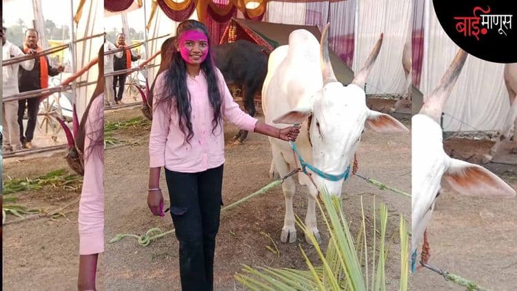 महिलांच्या ‘शंकरपटा’ची मर्दानी… ‘हॅटट्रिक’ साधत लक्ष्मी सोनबावणेने इतिहास घडवला!
