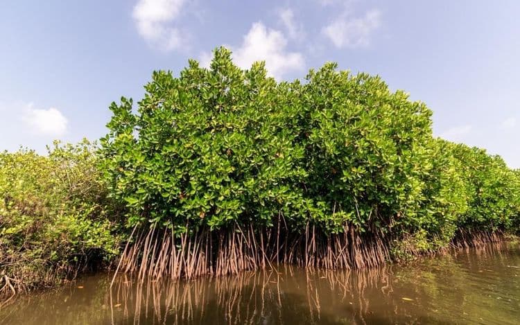 Extinction of mangrove species… 33% of the world's mangroves threatened by climate change