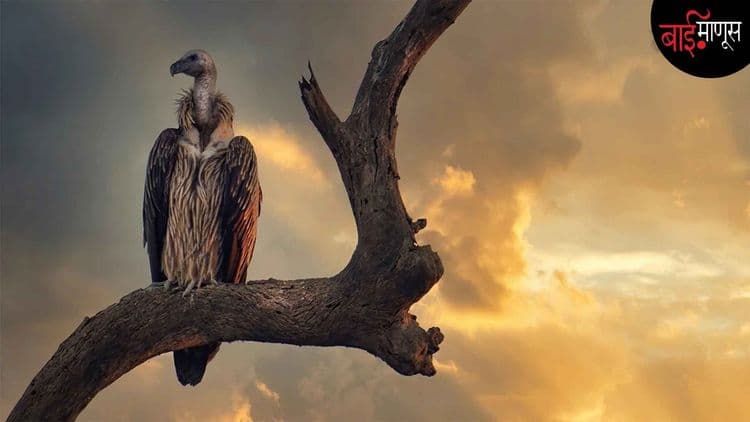 धक्कादायक! गिधाडं नसल्यामुळे भारतात दरवर्षी एक लाख लोकं मरतात
