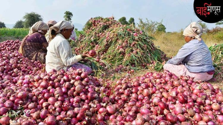 अफगाणिस्तानचा कांदा राज्याच्या विधानसभा निवडणूकीत रडवणार…!