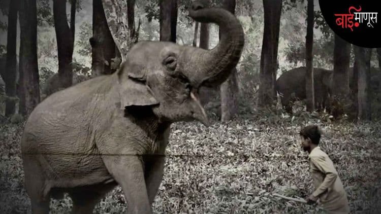 असं झालं तर भारताचा राष्ट्रीय वारसा असलेल्या हत्तींचं अस्तित्व धोक्यात येईल!