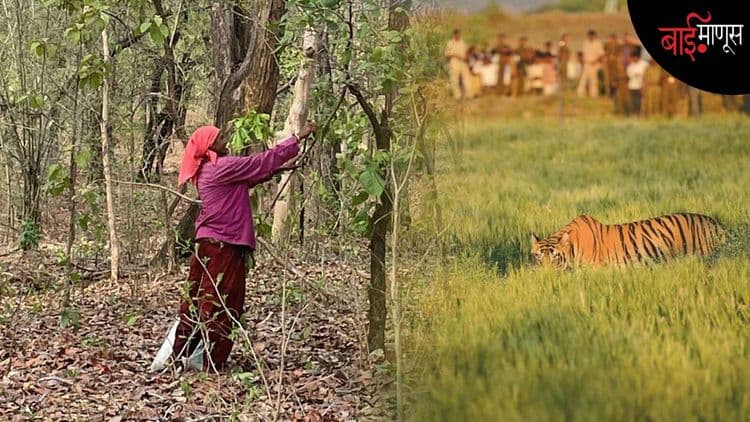आदिवासींच्या गाठोड्यांमध्ये 'तेंदूची पानं' असावीत; त्या गाठोड्यातून वाघांनी खाल्लेली प्रेतं घरी येऊ नयेत…!