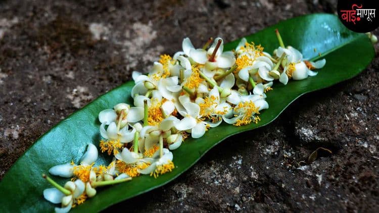 सुगंधाची महाराणी म्हणजे ‘सुरंगी’... पण तिचा दरवळ कुठे हरवलायं…?