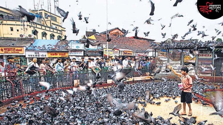 ‘’जा जा कबूतर जा…’’ मुंबईत प्रशासन विरुद्ध पक्षीप्रेमी असा सामना सुरू!