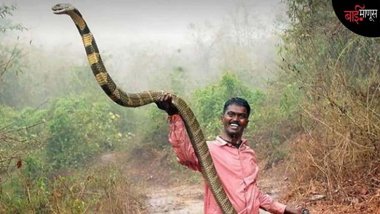 सर्पमित्र व्ही. सुरेश : 300 विषारी साप चावले, दहा वेळेस ‘आयसीयु’मध्ये, सहावेळा व्हॅटिंलेटरवर, मात्र तरीही हा अवलिया…?