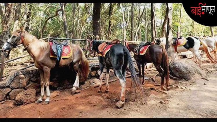 “आमचे घोडे ऊन-पावसात, हिवाळ्यात कोठे राहणार? माथेरानमधले 400 घोडे झाले बेघर