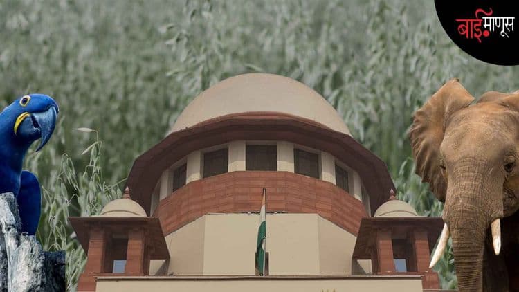 अंबानींच्या ‘वनतारा’ला मिळालेल्या ‘क्लीन चिट’वर आंतरराष्ट्रीय समितीने व्यक्त केला संशय