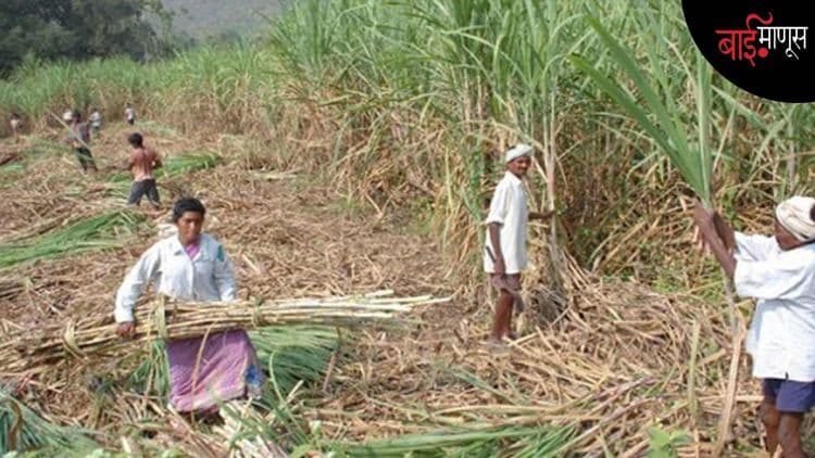 ऊसतोड कामगारांना मिळणार ‘सुरक्षिततेचा आधार’; महिलांच्या आरोग्य-सुरक्षेला प्राधान्य